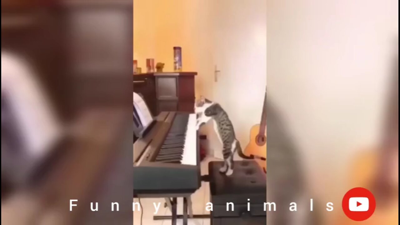 funny animal