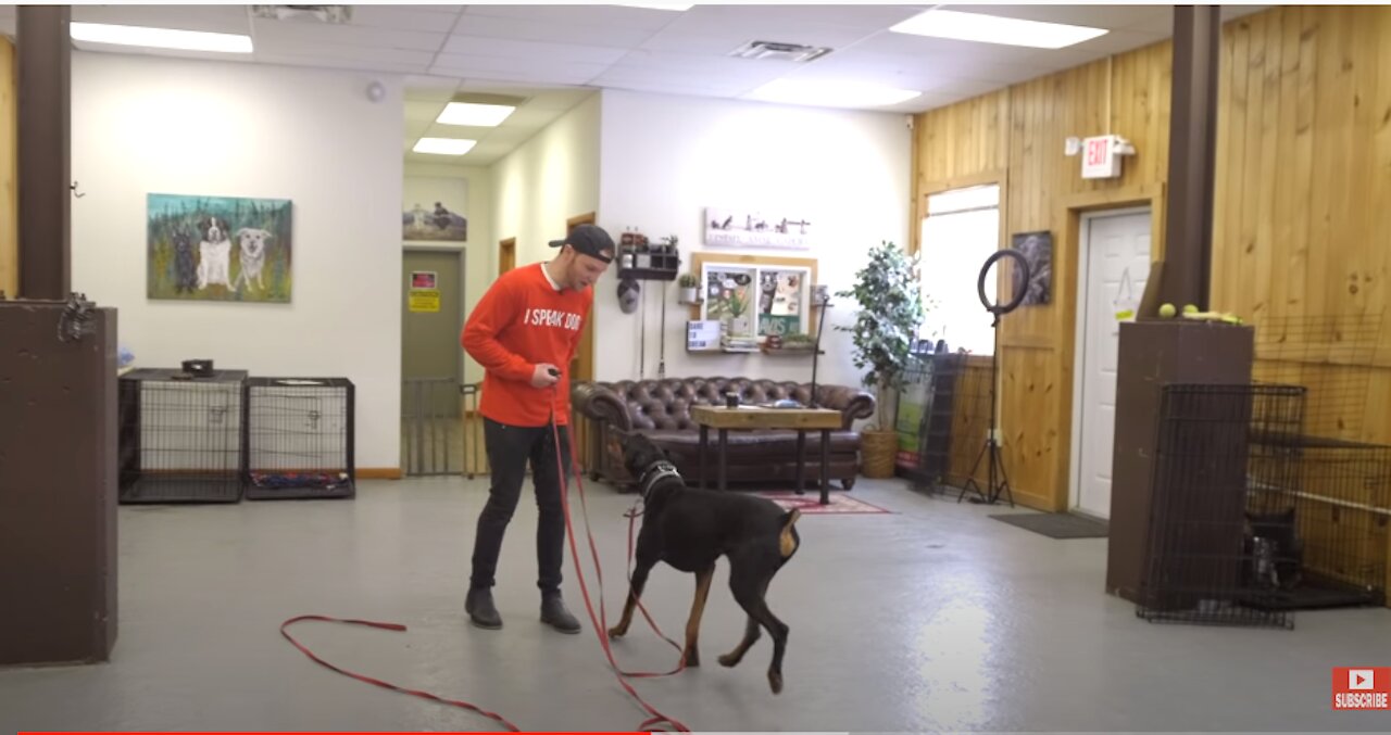 Dog training with remote collar (shock or electric collar?)