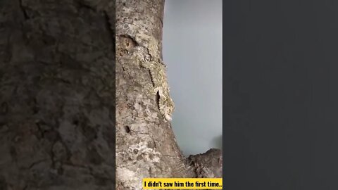I didn't saw him the first time...