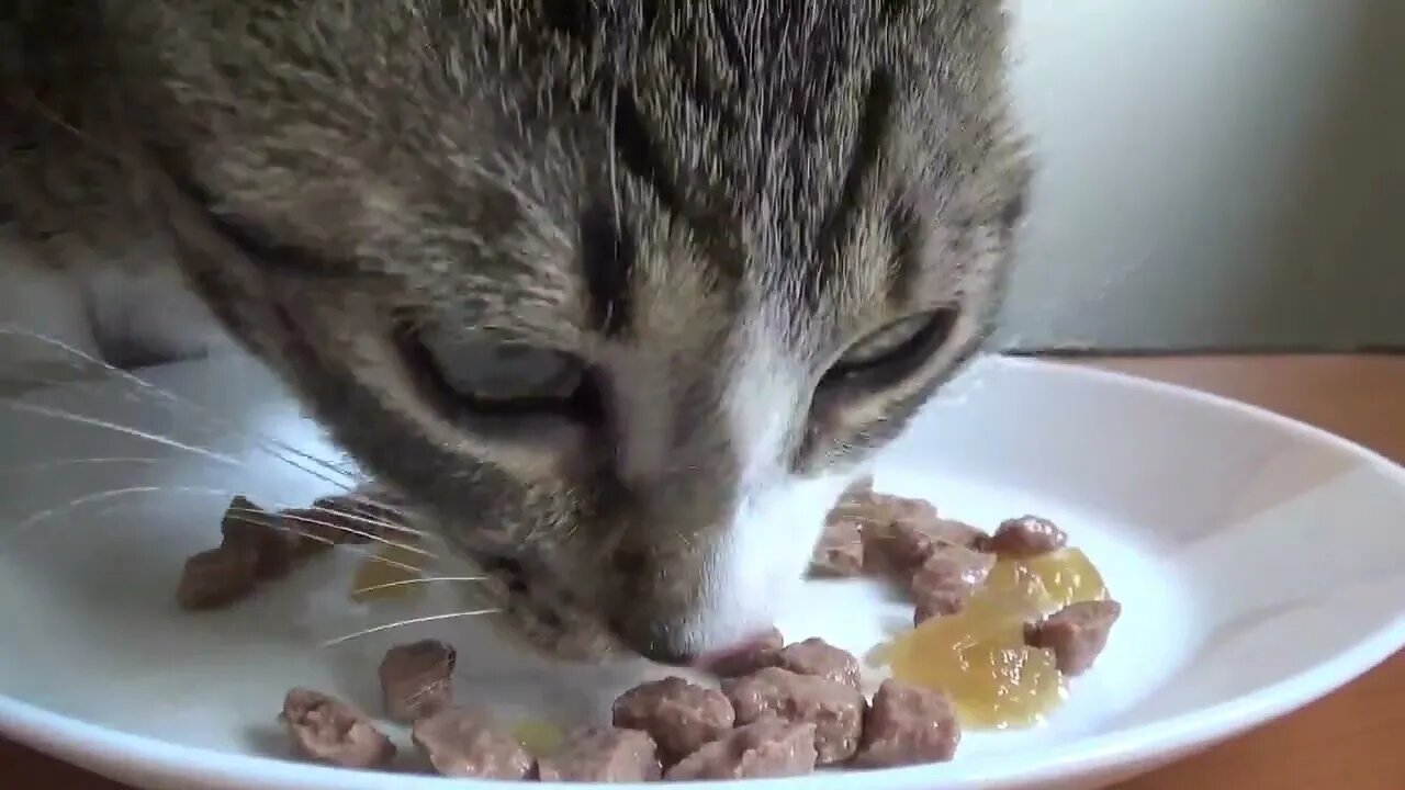 Rudolph the Little Cat Is Having Dinner