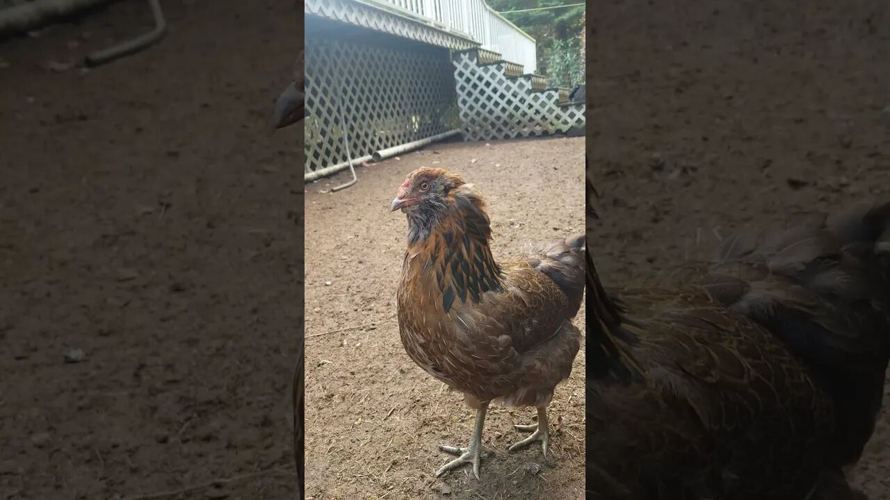 Chickens Running | Pet Chickens | Happy Chickens