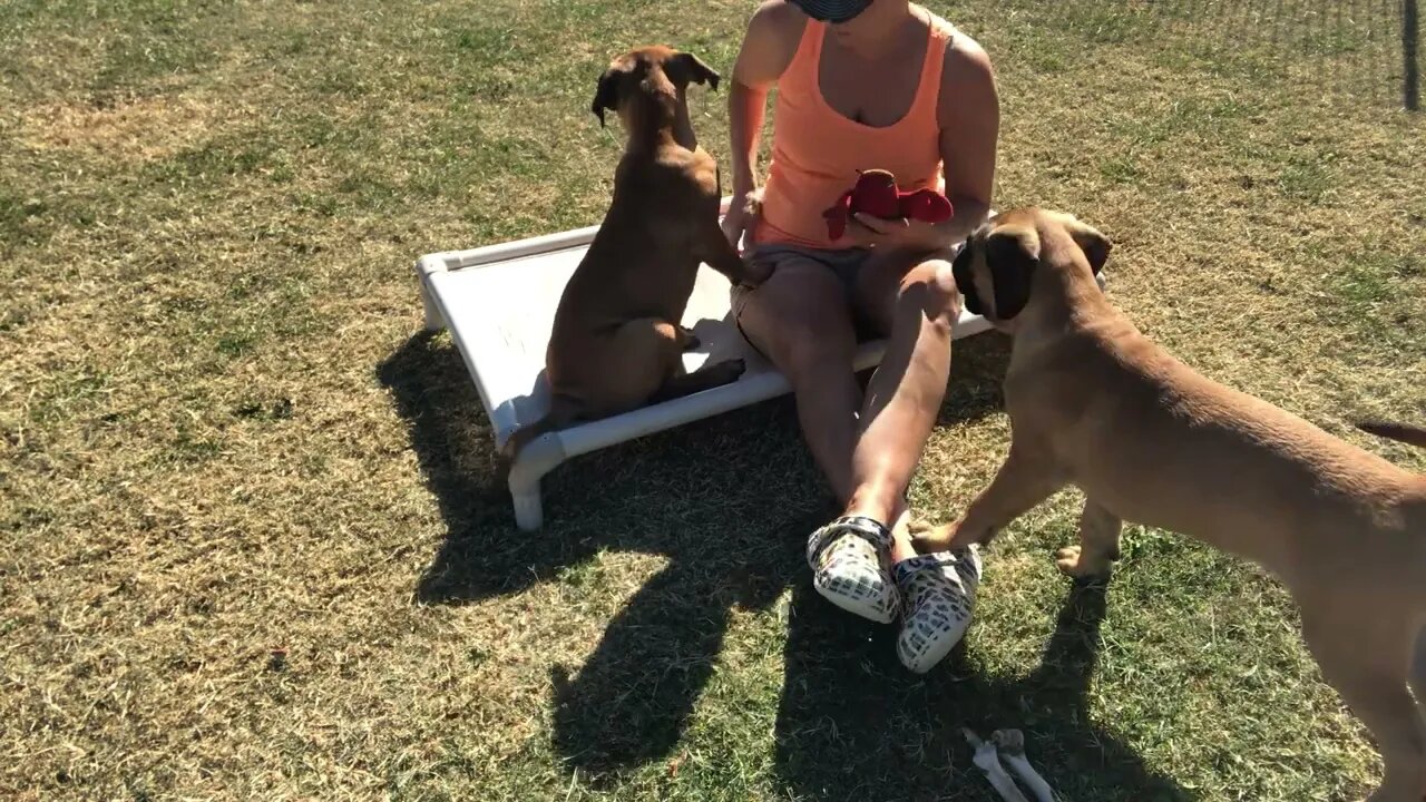 LonelyCreek Ricky Bobby, Amore 3 month old. 10-21-22￼ #bullmastiffpuppy #bullmastiff #puppytraining