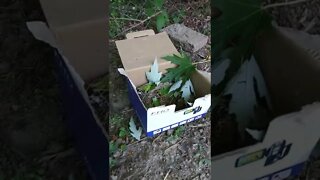 Baby Bird getting bigger