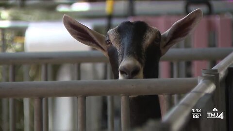 Goats are a full-time summer job for high school senior from Hubertus