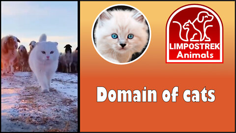 The domain of cats