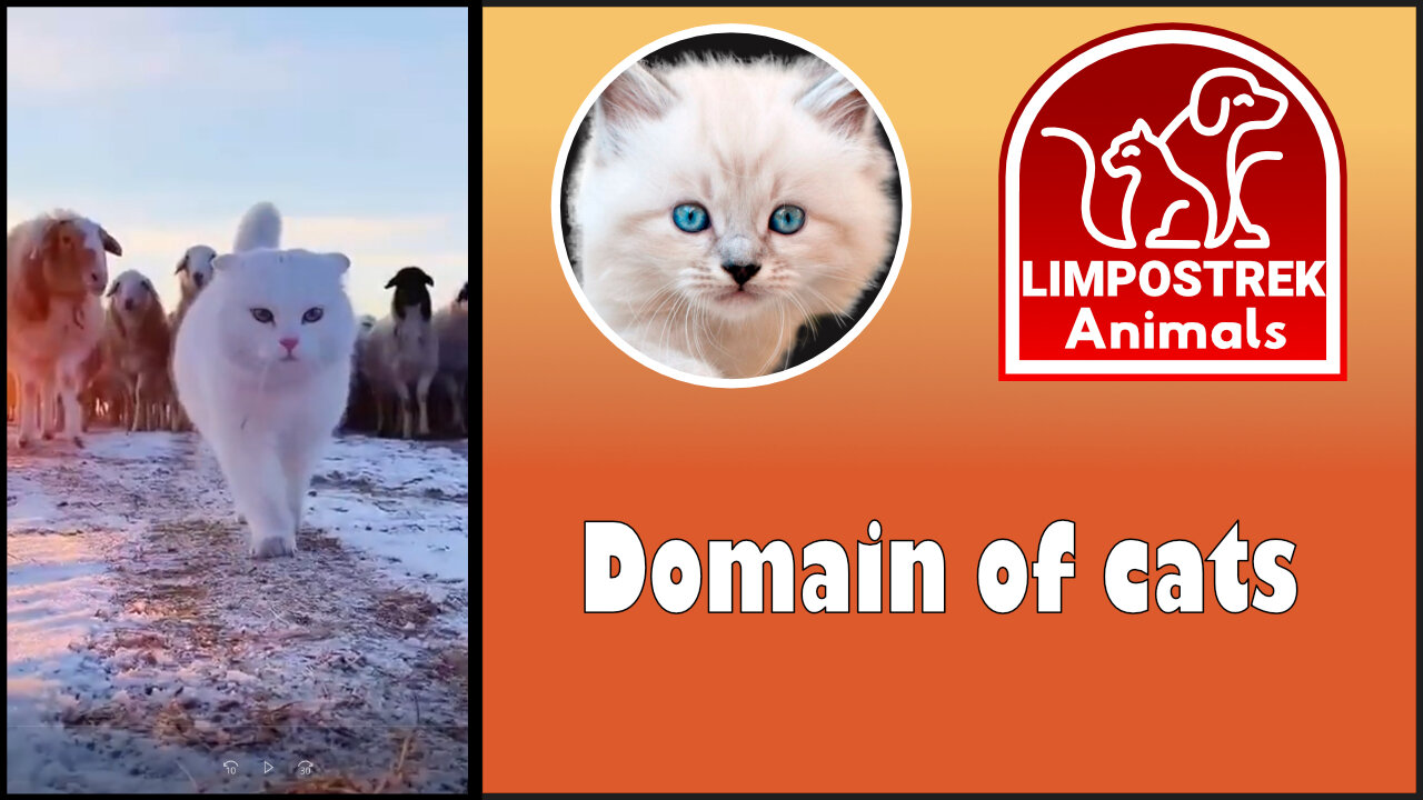 The domain of cats