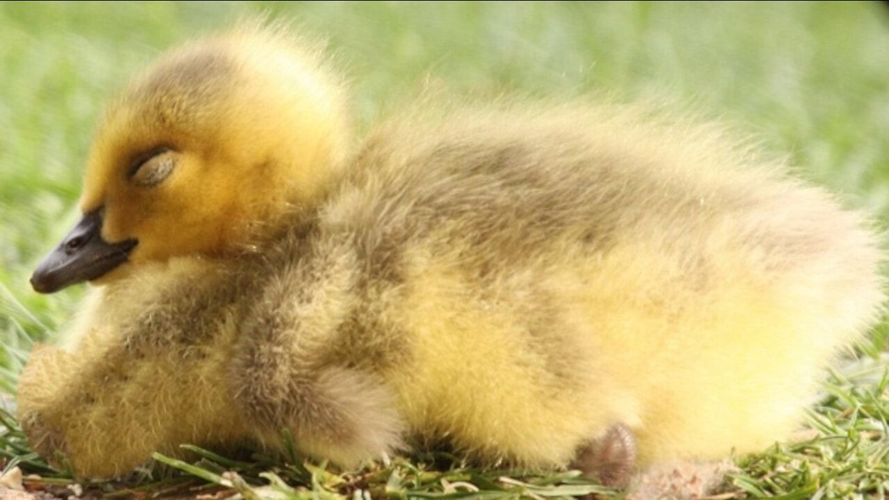 Adorable baby Goose falls asleep while being petted.