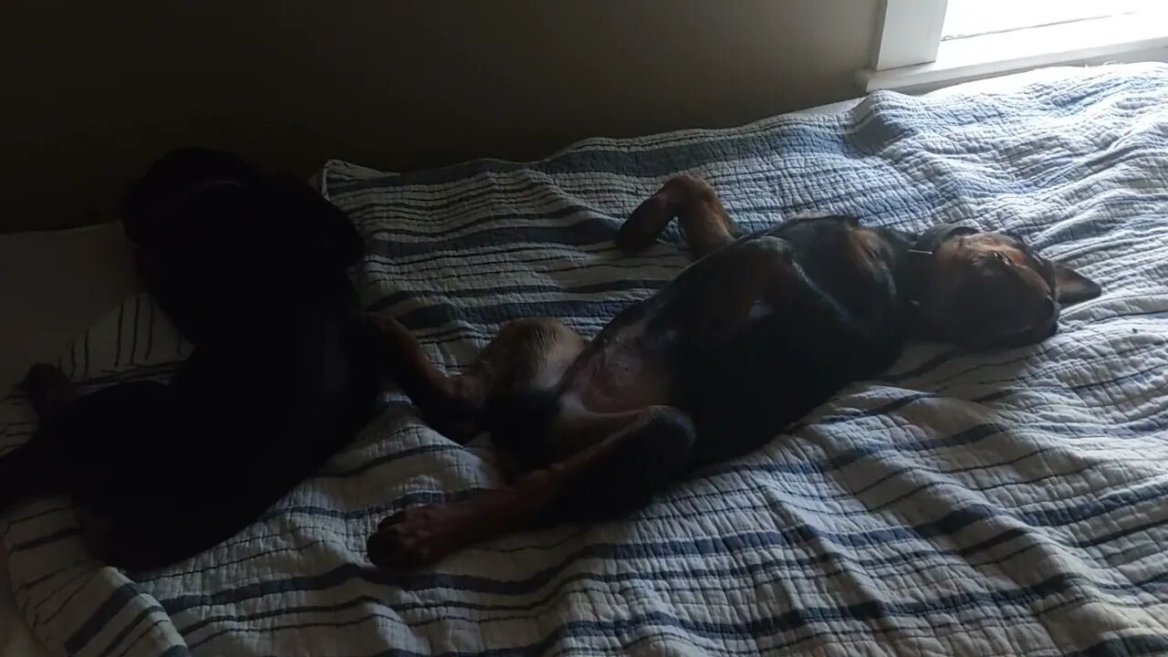 Little Eddie Out Cold On Their Bed. Rough Day Having Me Do Everything!