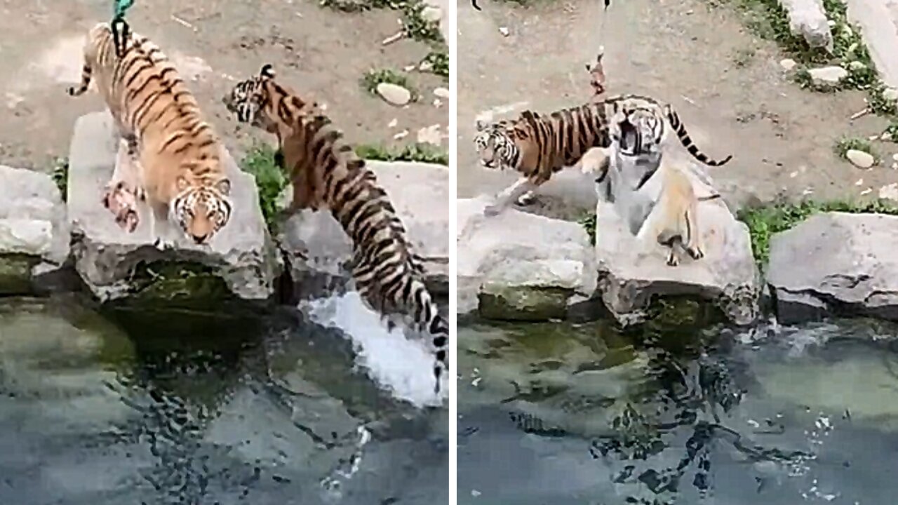 Tigers Are Taking Turns Leaping To Snatch The Meat