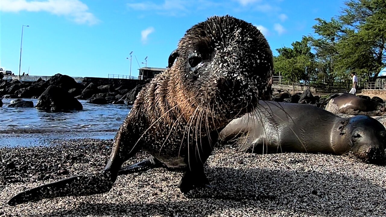 Sea lion baby can't resist closely investigating the camera on his beach