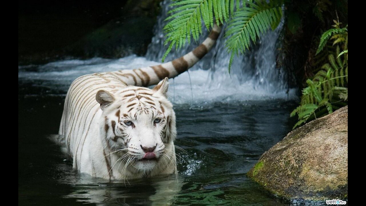 AMAZING WORLD OF ANIMALS