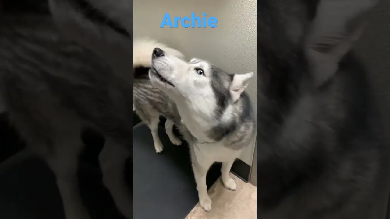 [Shorts 0151] ARCHIE [#dogs #doggos #doggies #puppies #dogdaycare]