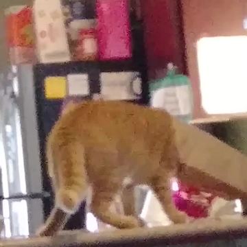 A Cat With A Bag On Her Head Knocks Over A Cup Of Coffee