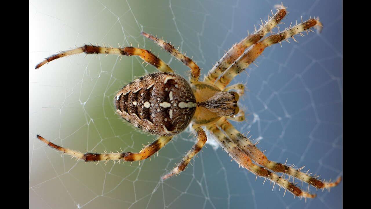 Spider Spinning Its Web - Close-Up