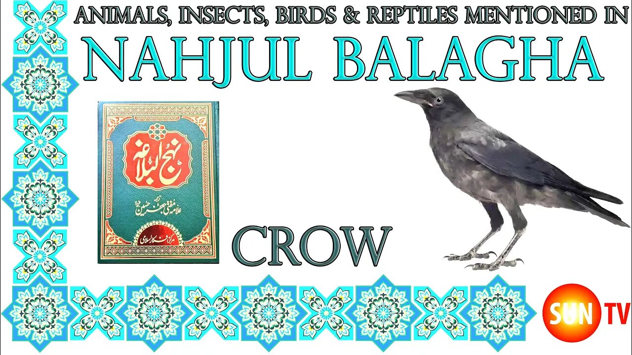 Crow - Animals, Insects, Reptiles & Amphibians in Nahjul Balagha (Peak of Eloquence)#imamali