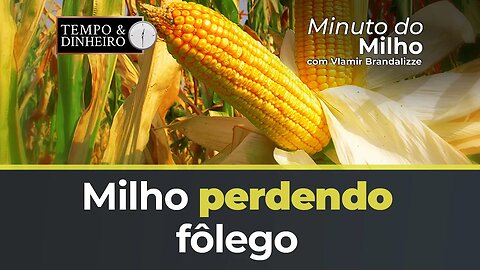 Milho perdendo fôlego com chegada da Safra