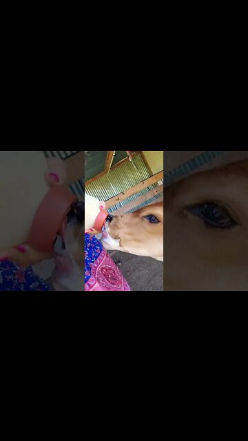 FINALLY taking the bottle!