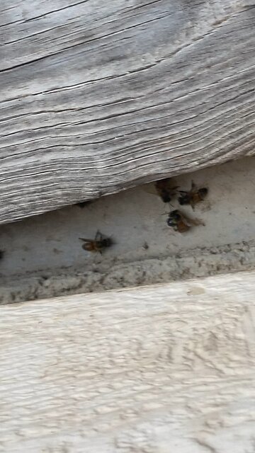 Bees playing soccer?!?