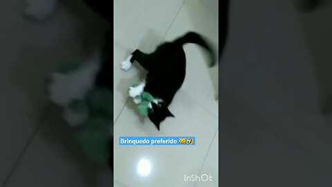 Gato Bartolomeu Tunico brincando 😸