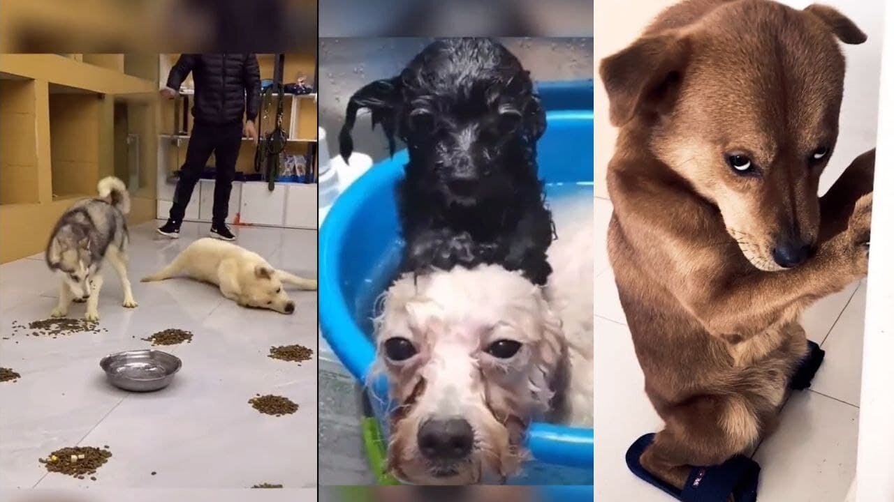 Funny, Smart And Cute Dogs Video Try Not To Laugh 76