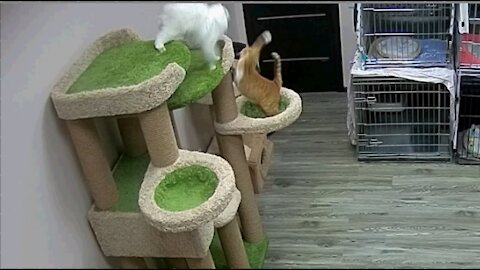 Our beloved cats. White cat fights for a place in the sun.