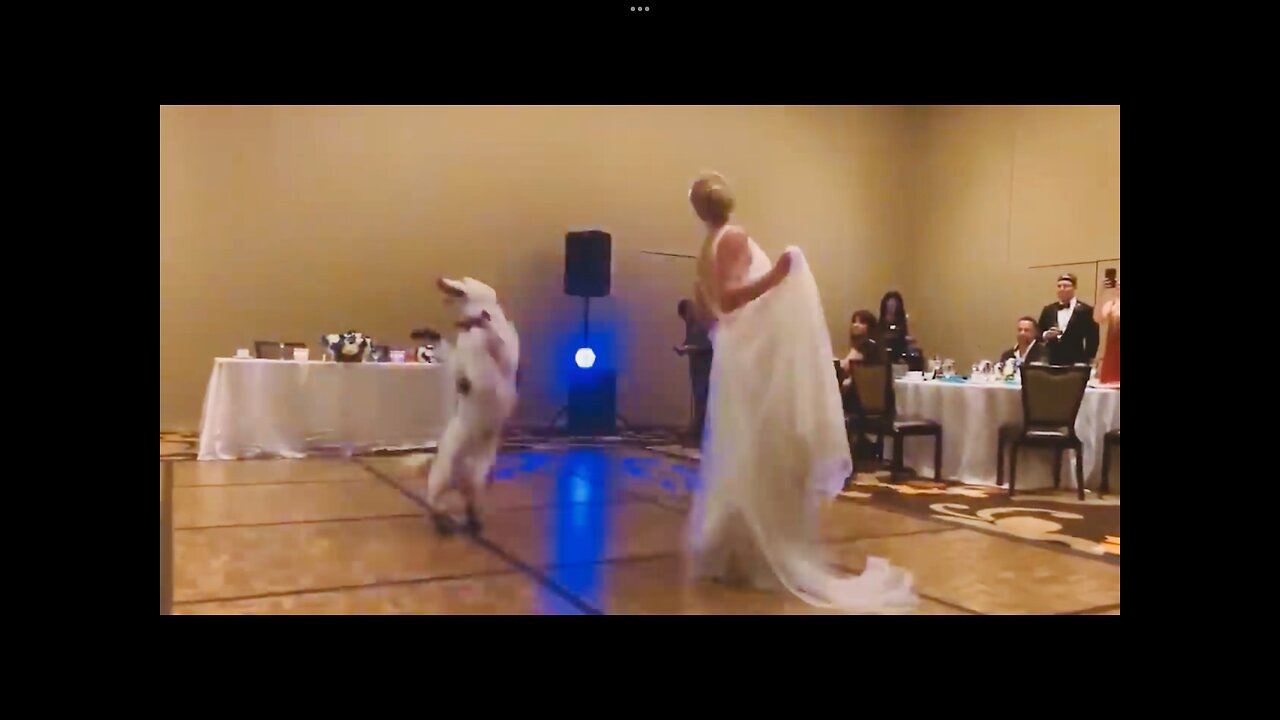 Dog dance with bride on her wedding occasions