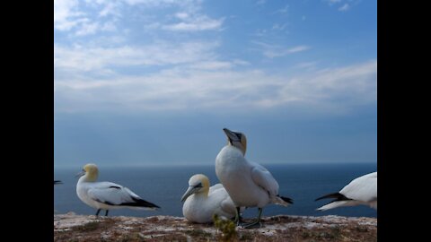 Hundreds of birds flying over the sea | Beauty of nature