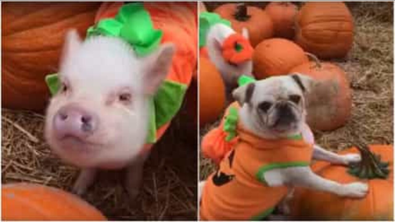 Pug e porquinhos se vestem para o Halloween