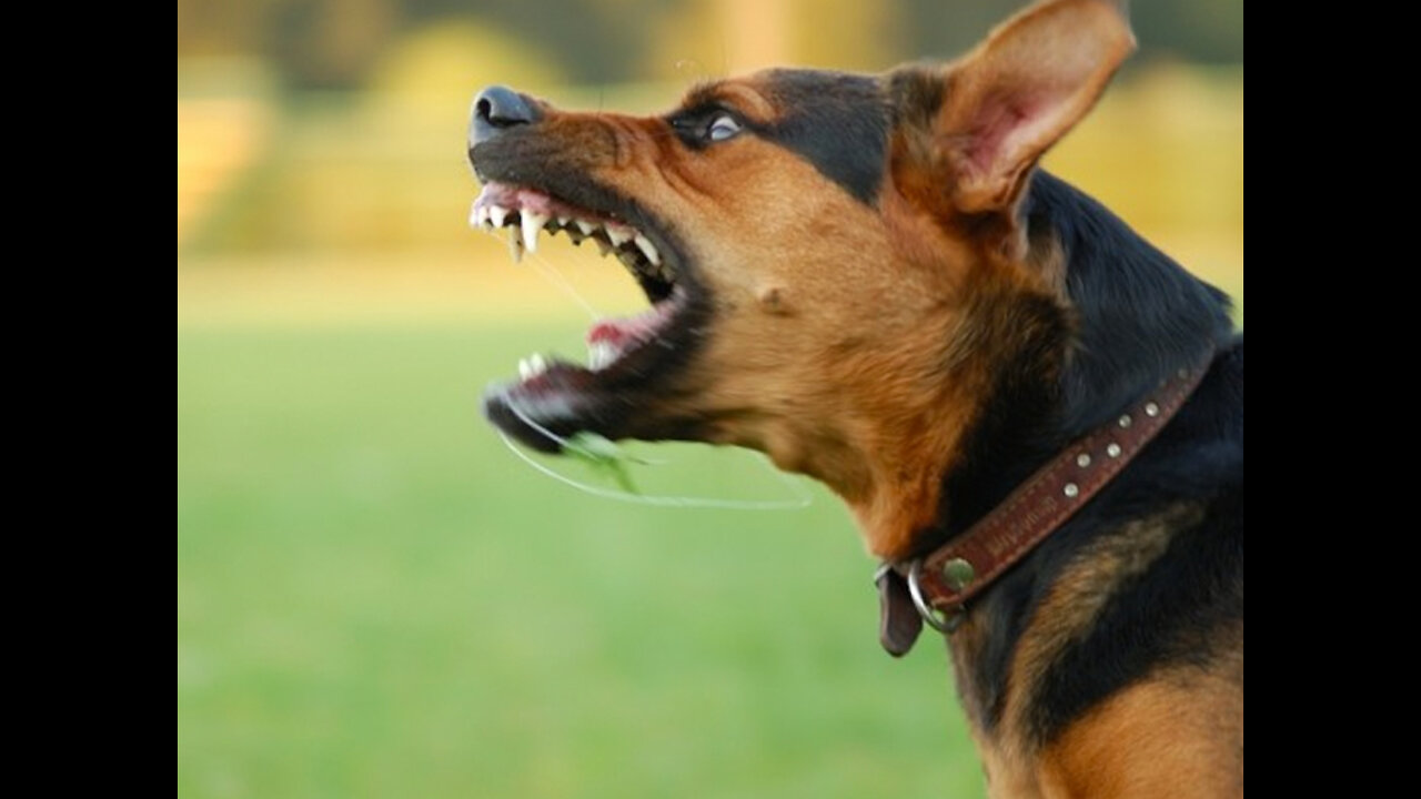 DingDon! BELGIAN MALINOIS LEFT IN A UHAUL GETS A FRESH START!