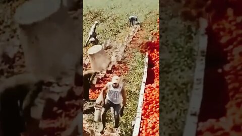 Man's Unique Technique Of Loading A Truck With Tomatoes
