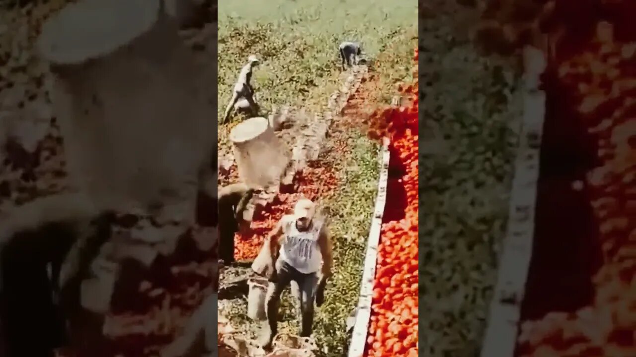Man's Unique Technique Of Loading A Truck With Tomatoes