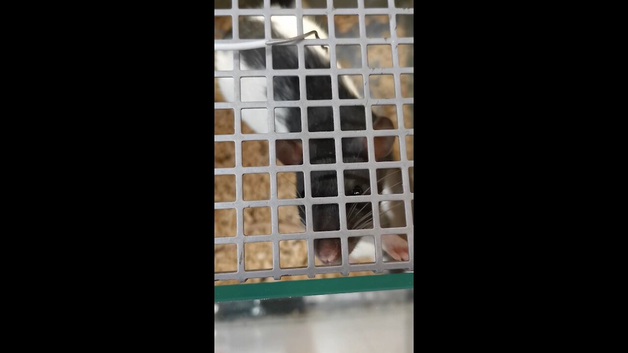 The colored rat wants to be free