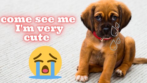 Puppies Crying So Loud! cutest newborns and mama , it is wonderfull!