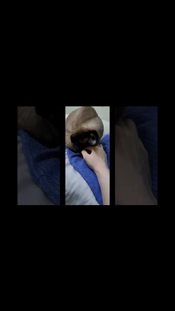 💜 #viral #cat #kitten #shortvideo