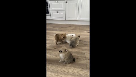 CUTE POMERANIAN PUPPIES PLAYING 🐶