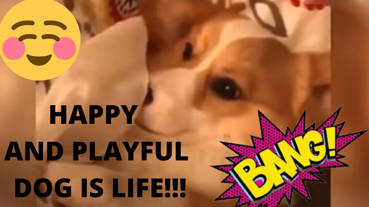 HAPPY AND PLAYFUL DOG IS A SIGN OF HEALTH
