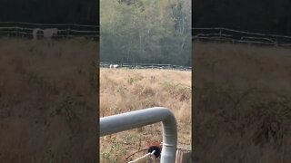 Strong Independent Pony Don’t Need No Herd