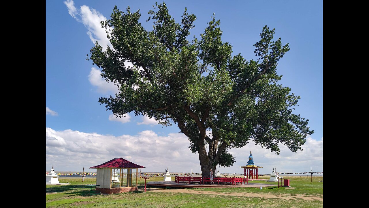 A lonely poplar with a cascade of springs is a natural monument of Kalmykia