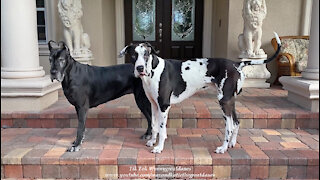 Playful Great Danes' Funny Almost Front Door Newspaper Delivery Dash