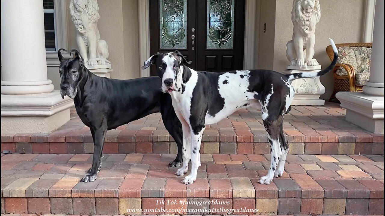 Playful Great Danes' Funny Almost Front Door Newspaper Delivery Dash