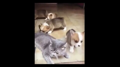 Спокойствие 🐶🐱 #short