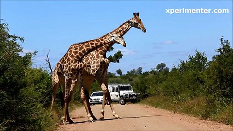 giraffe dance