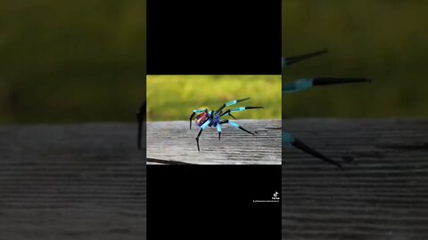 Creepy Spiders 🕷 Full Version