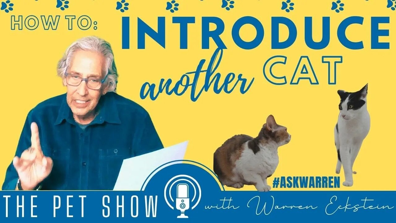 How To Introduce a New CAT When One CAT has Passed Away
