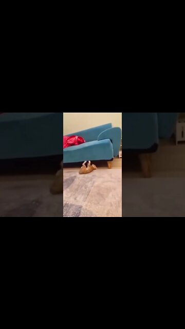 наши милые котики (2)