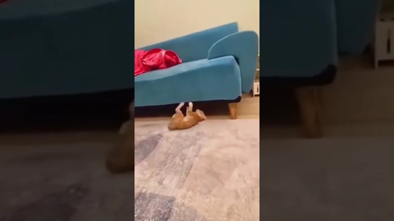 наши милые котики (2)