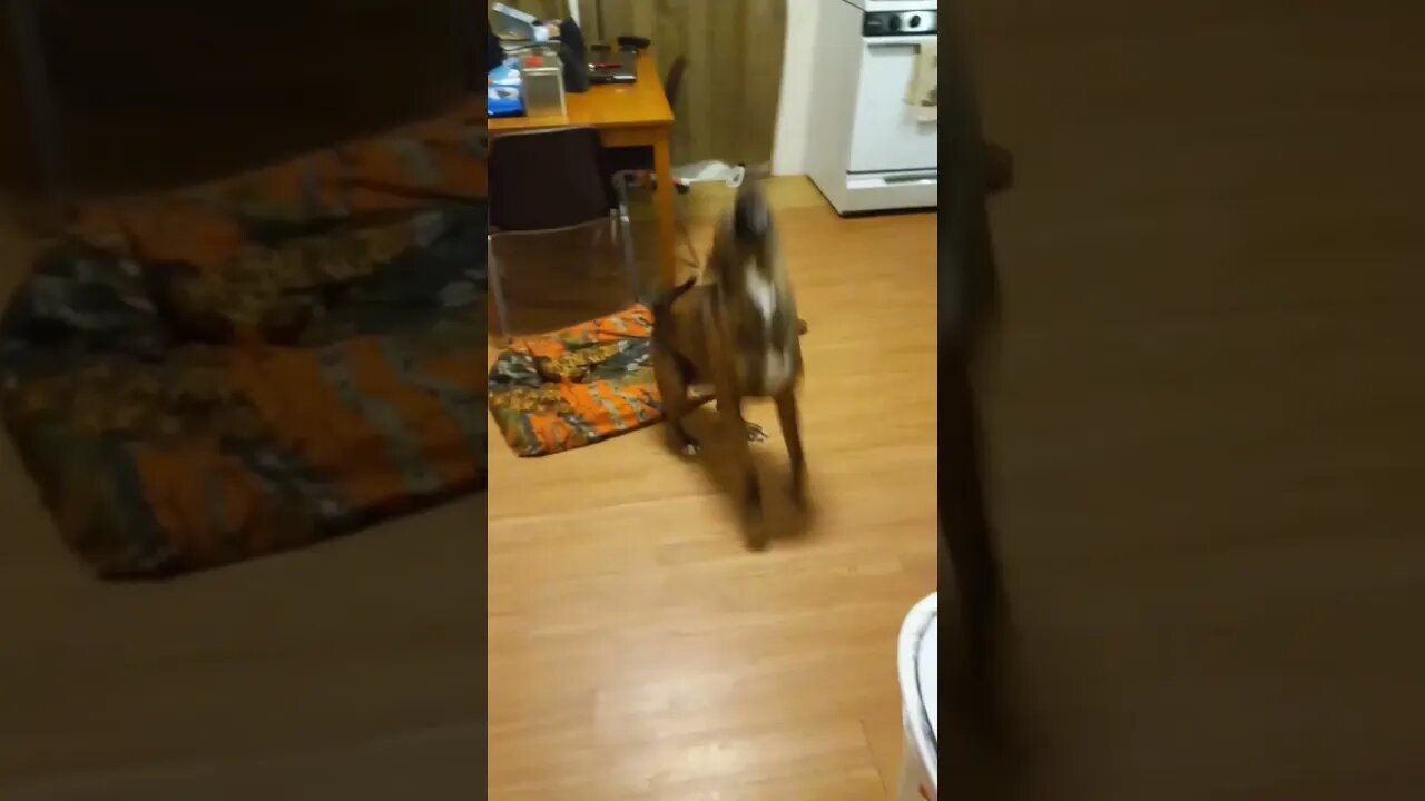 A Dog That Rears up when Excited