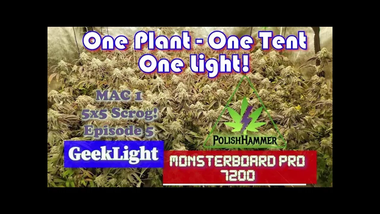 Geeklight Monsterboard Pro 7200 One Plant, One Tent, One Light ep. 5 Day 55 full 5x5 #SCROG #MAC1