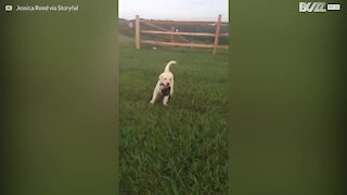 Ce chiot montre qu'elle est une grande fille en s'auto-promenant