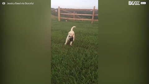 Ce chiot montre qu'elle est une grande fille en s'auto-promenant